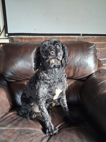 Beautiful Cavapoo Looking for a Loving New Home