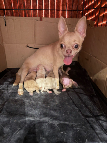 Beautiful chihuahua boys for sale