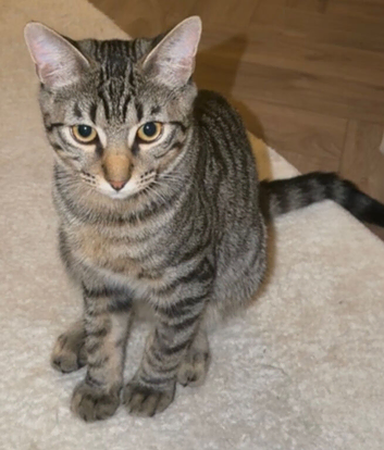 6 month old cat