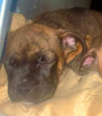 Mastiff cross