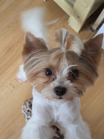 Gorgeous pure Biewer terrier male