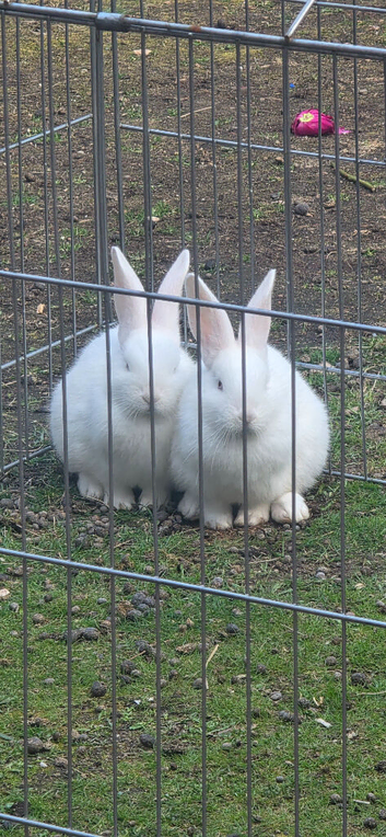 Mixed breed bunnies - 2 very friendly white males