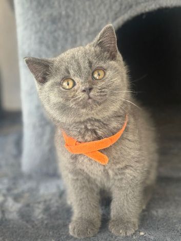 Stunning British shorthair kittens