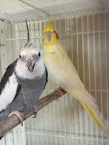 Breeding Pair of Cockatiels