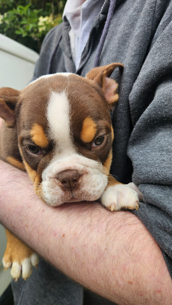 Bespoke one to one pet transport