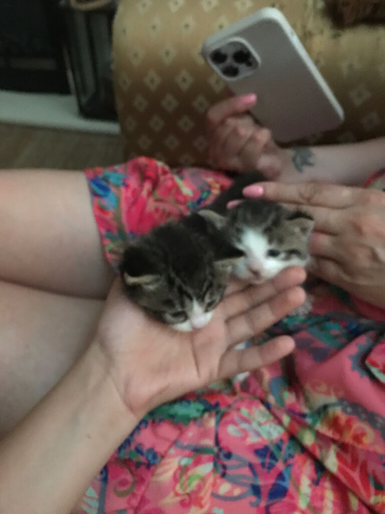 2 kittens (not ready yet)