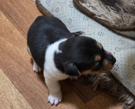 Jack Russel x Boys