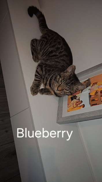 15 month old tabby cat rehoming