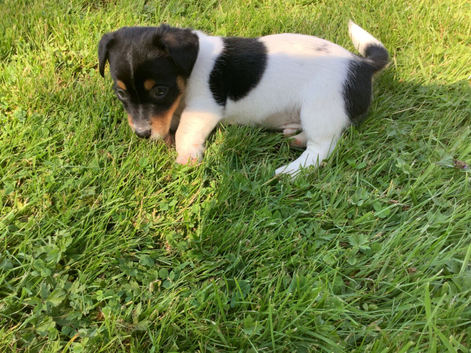 Miniature Jack Russell pup for sale