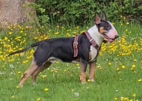 Bullet is up for stud!!!