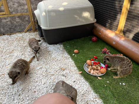 Sadly, having to rehome my meerkats