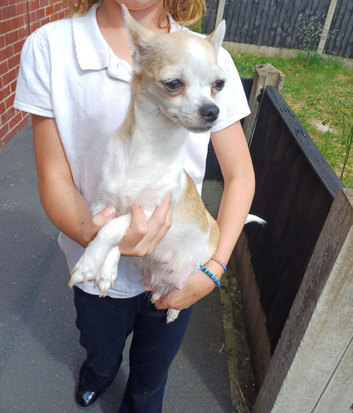 Chihuahua puppies for sale