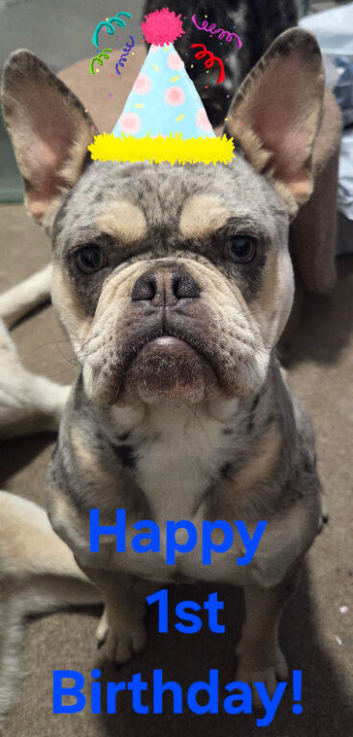 Odin   frenchie x old tyme english