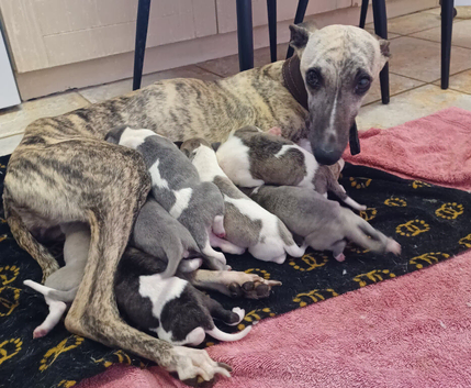 RKC Whippet Pups