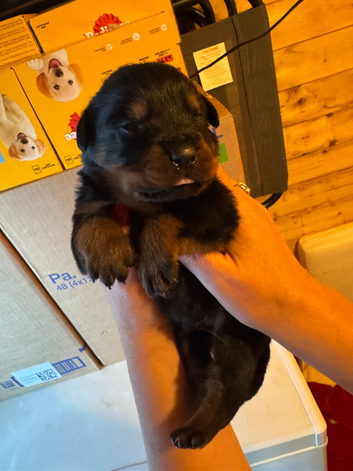 Rottweilers 4 MALE pups