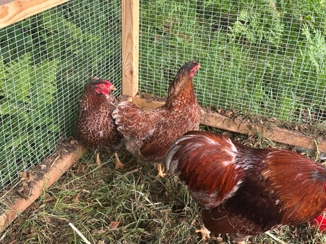 Blue Laced Wyndotte  Bantam Hatching Eggs