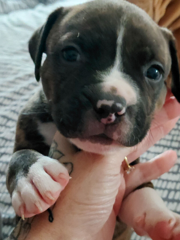 Staffy x pocket bully puppies