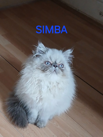STUNNING PEDIGREE PERSIAN EXOTICS