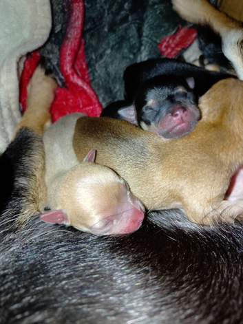 2 little girls and 1 boy apple head Chihuahua puppies
