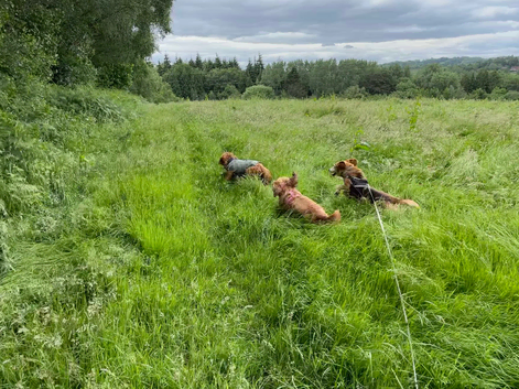 Doggy Day Care and Boarding