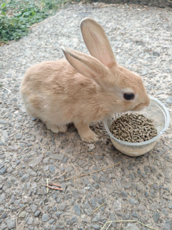 Mini rex bunnies