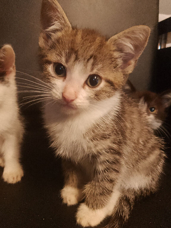 Beautiful little kittens