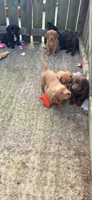 Cockerdor, cocker x labrador puppies