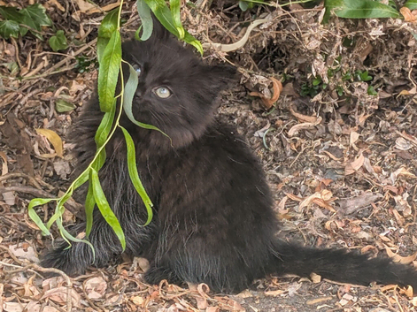 Persian cross kitten