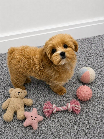 Ready Now. Unique Teacup Asian Maltipoo Puppies , DNA tested parents
