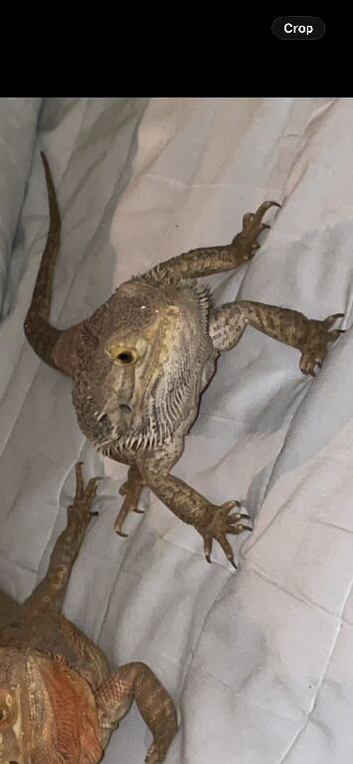 male bearded dragon