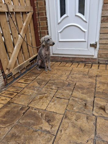 Bedlington whippet dog