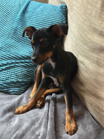 Gorgeous 5 month old miniature pincher for sale