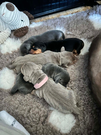 Miniature Dashunds for sale 3 girls left
