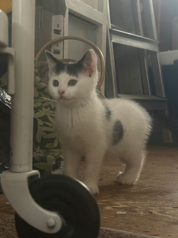 Female kitten- left from a litter of 5 :) in stockton on tees