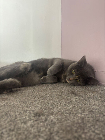 Female Bristish shorthair 2 years old