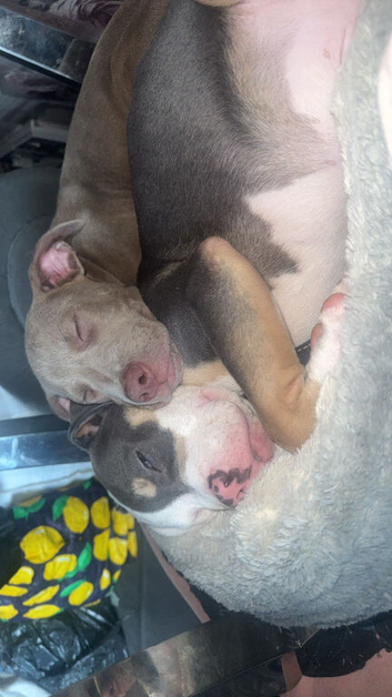2 6 months old breeding pairs urgent sale reduced 1,250 for pair champagne lac girl pink nose grey with white male light brown paws