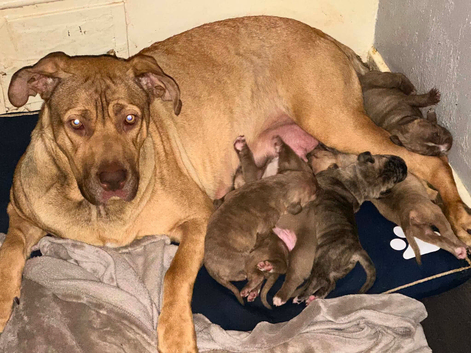 Beautiful litter of 6 stunning puppies