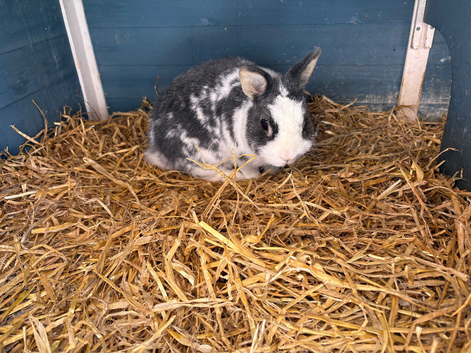 Loving home needed for Piper
