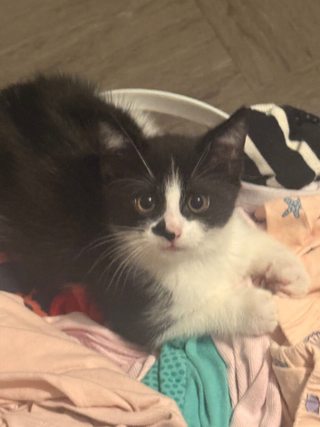 3 black and white kittens for sale.