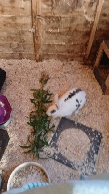 Rabbit