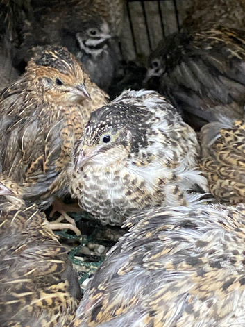 Chinese painted quails