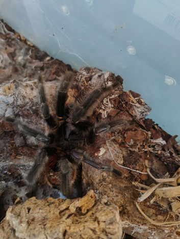 Grammostola iheringi mature male tarantula