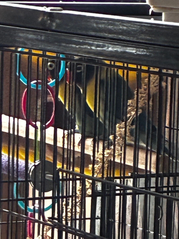 Black faced Fischer&rsquo;s love birds ( pair)