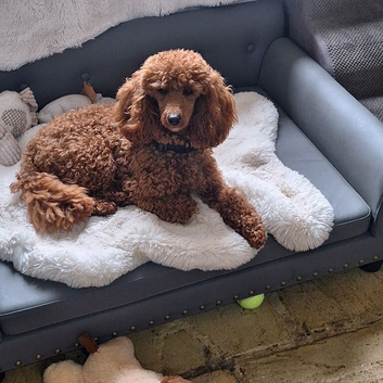 Red kc registered import red miniatue poodle male