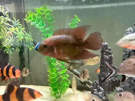 Chocolate and Rainbow Cichlids