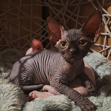 Sphynx kittens with 5 generation certificate
