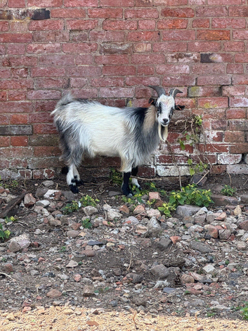 Male Pygmy Goat