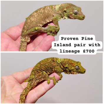 Pine Island chahouas, leachianus, sarasinorum hybrid and crested gecko