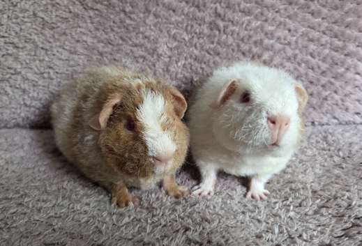 Roan Teddy Boars