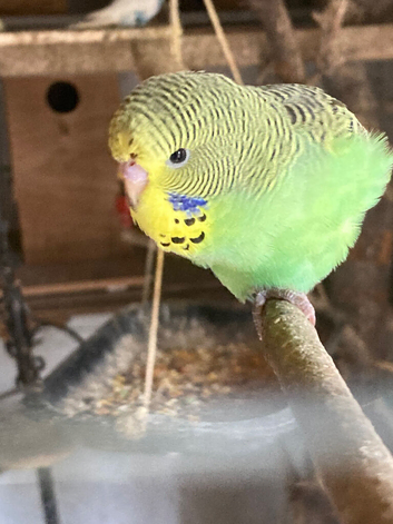 Baby Budgies